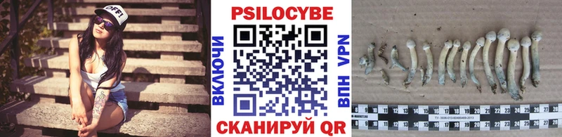 цены   Барыш  Псилоцибиновые грибы Cubensis 